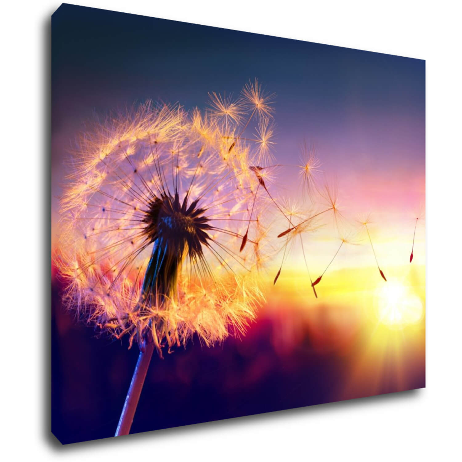 Obraz Pampeliška se západem slunce - 90 x 70 cm