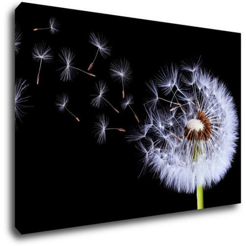 Obraz Pampeliška na černém pozadí - 90 x 60 cm
