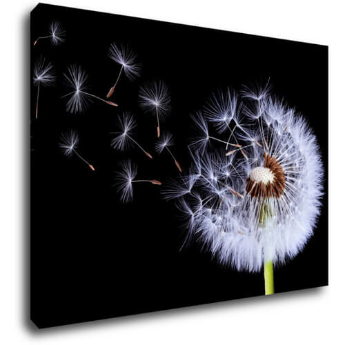 Obraz Pampeliška na černém pozadí - 70 x 50 cm