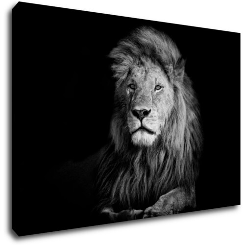 Obraz Lev černobílý - 90 x 60 cm