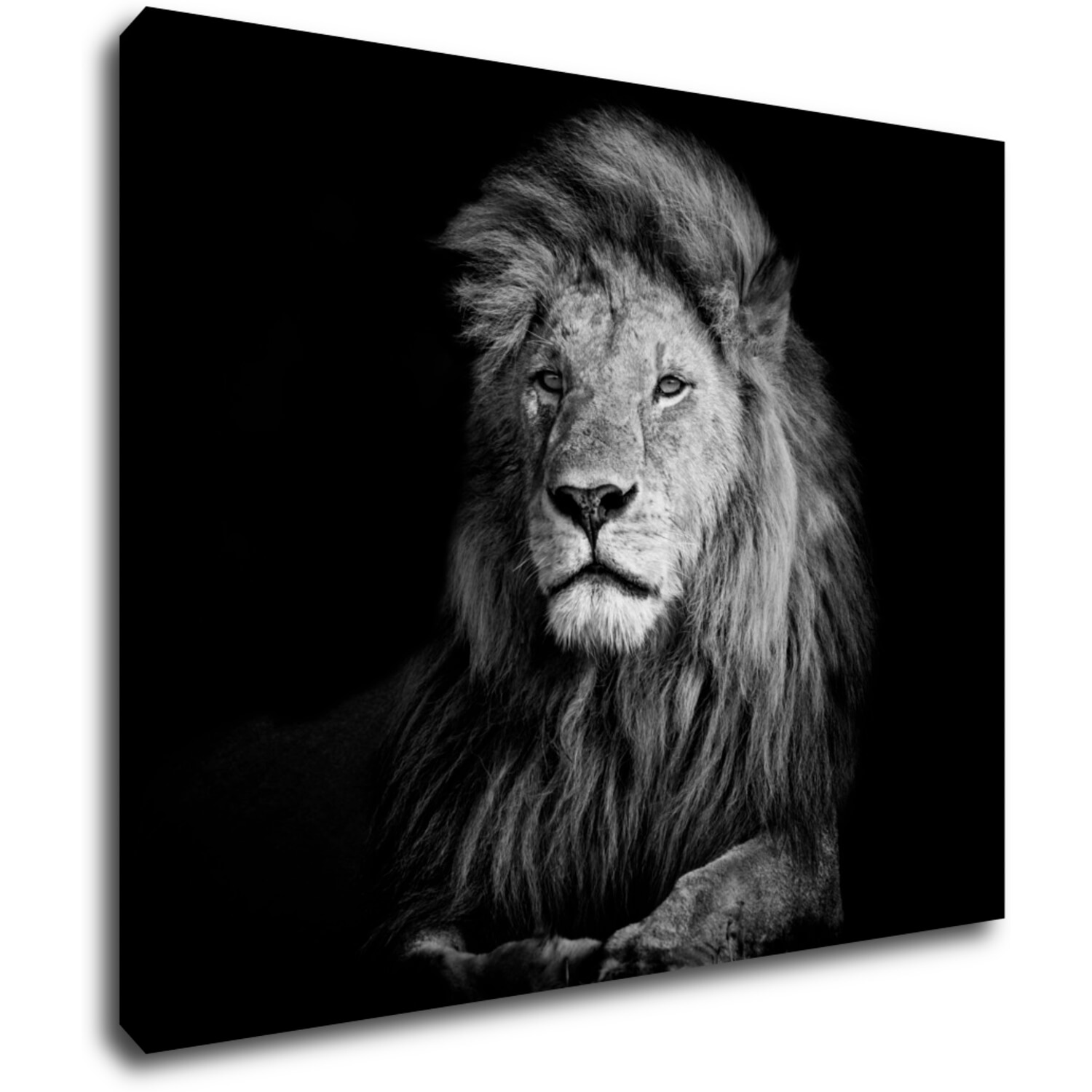 Obraz Lev černobílý - 90 x 70 cm