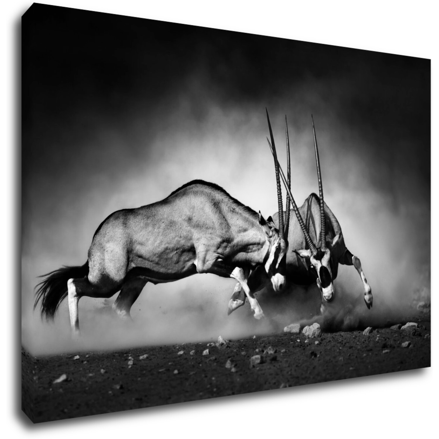 Obraz Antilopy černobílé - 60 x 40 cm