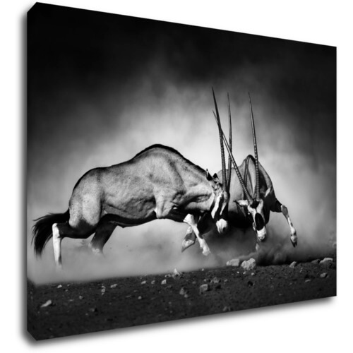 Obraz Antilopy černobílé - 70 x 50 cm