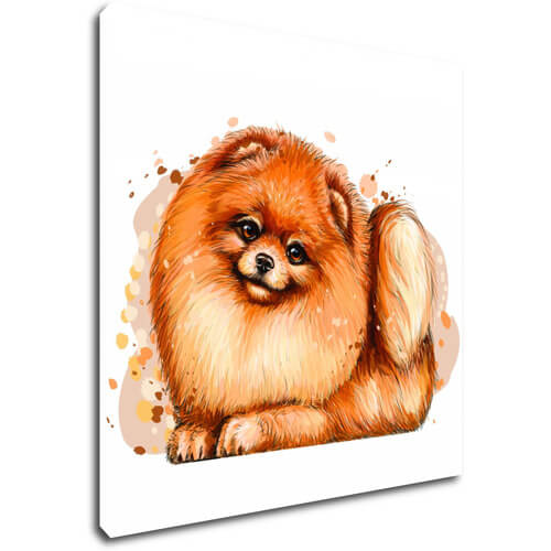 Obraz Pejsek Pomeranian - 40 x 40 cm