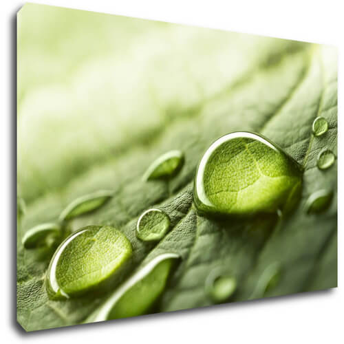 Obraz Kapky vody na listu - 60 x 40 cm