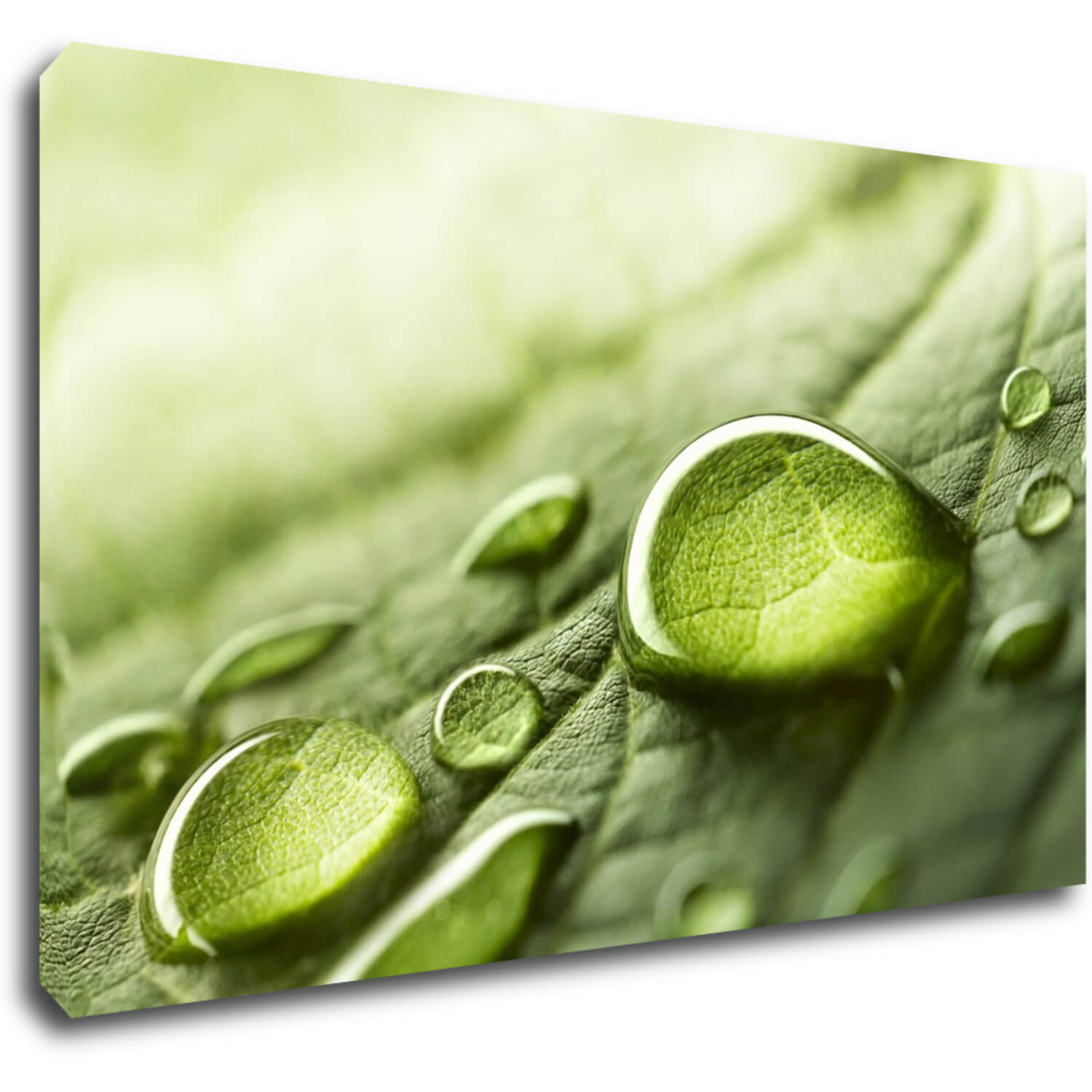 Obraz Kapky vody na listu - 50 x 30 cm