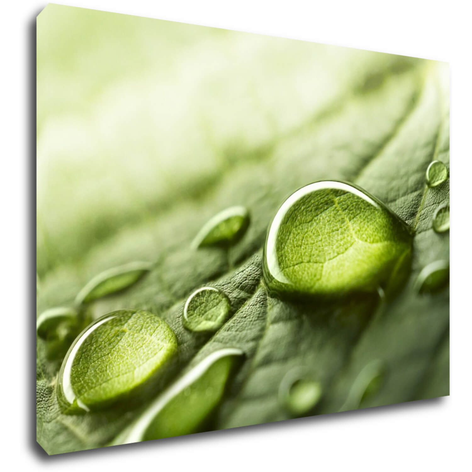 Obraz Kapky vody na listu - 70 x 50 cm
