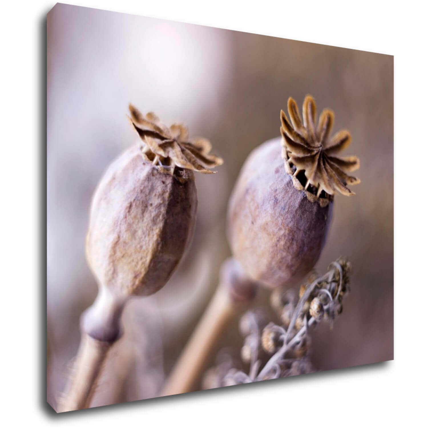 Obraz Suché květy skandinávský styl - 90 x 70 cm