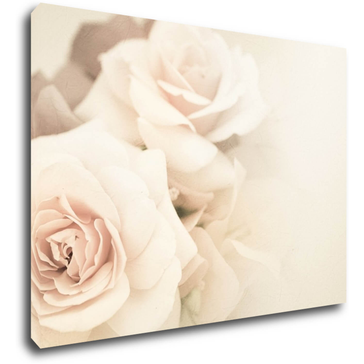 Obraz Růže světlé - 70 x 50 cm