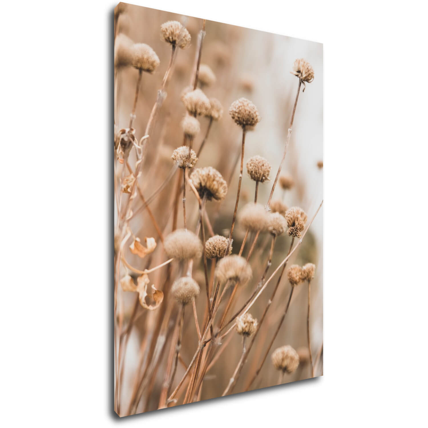Obraz Skandinávský styl suchá tráva - 50 x 70 cm