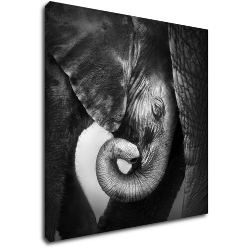 Obraz Slon černobílý - 70 x 70 cm