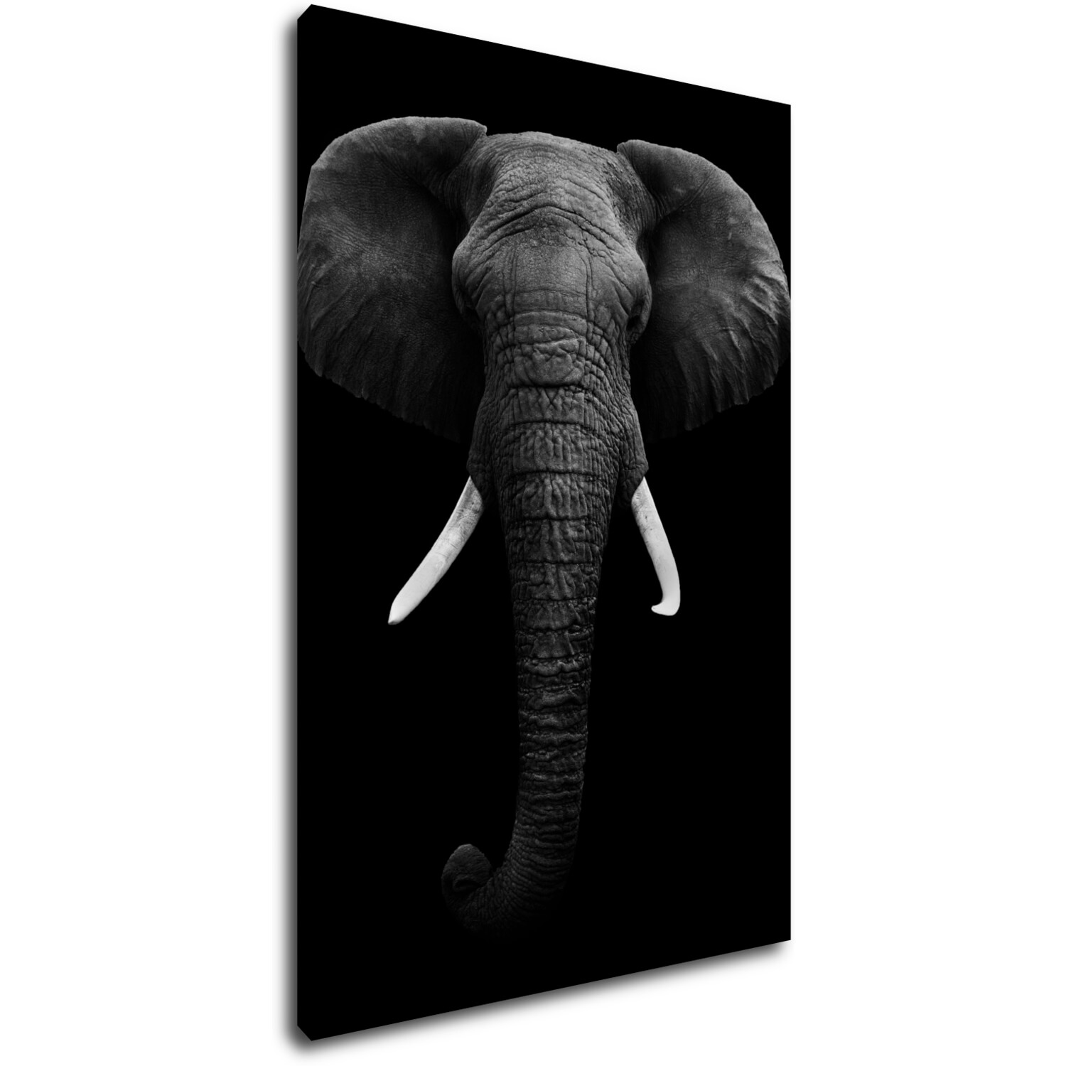 Obraz Slon černobílý - 60 x 90 cm