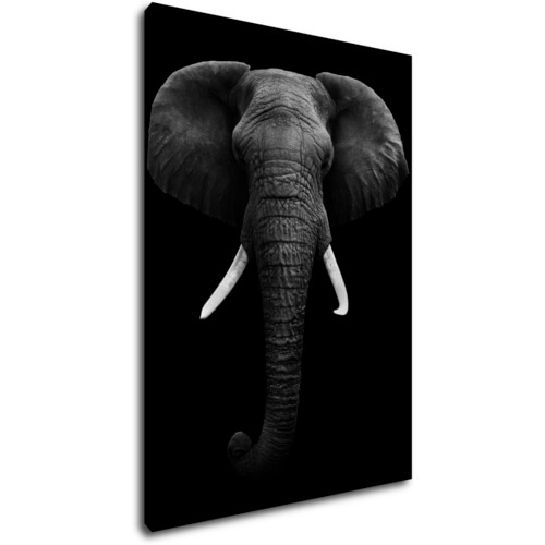 Obraz Slon černobílý - 50 x 70 cm