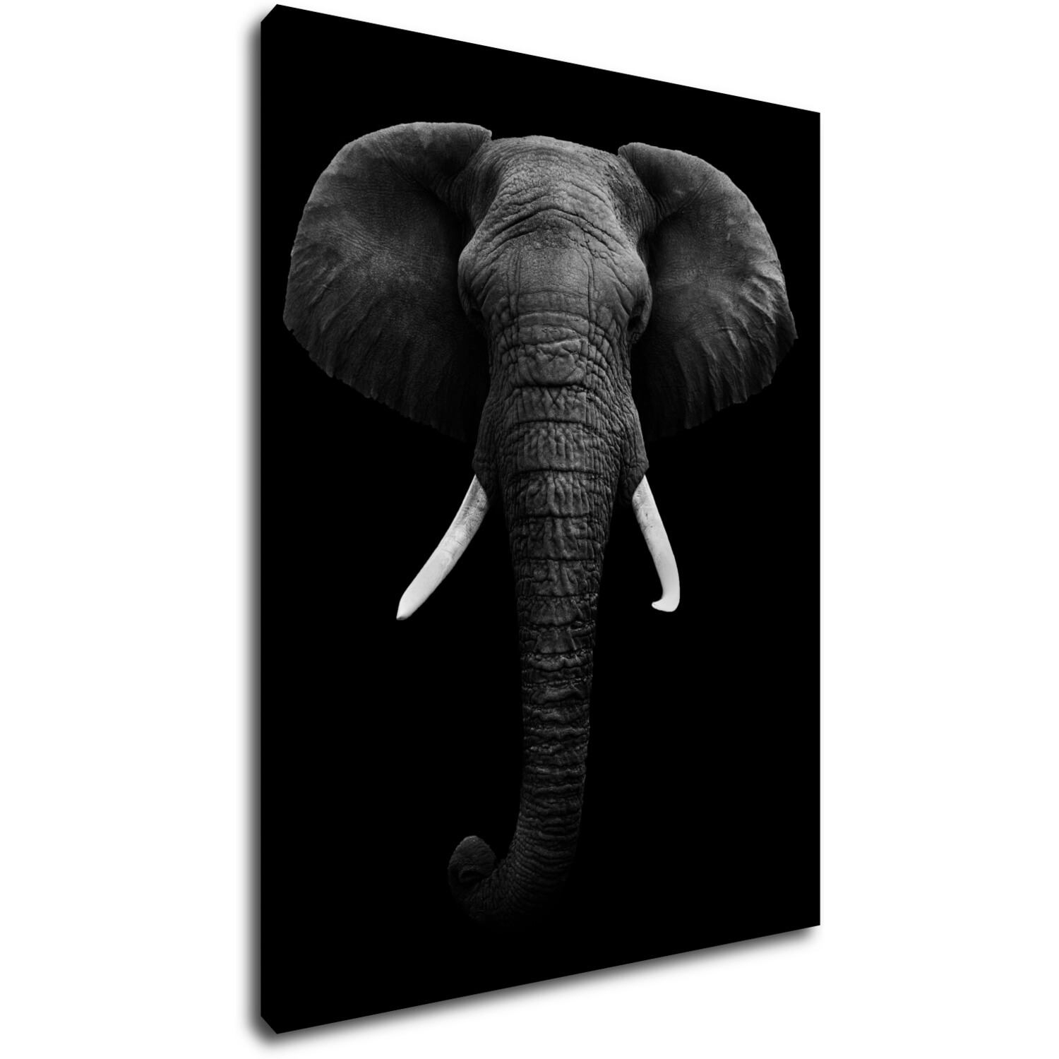 Obraz Slon černobílý - 70 x 90 cm
