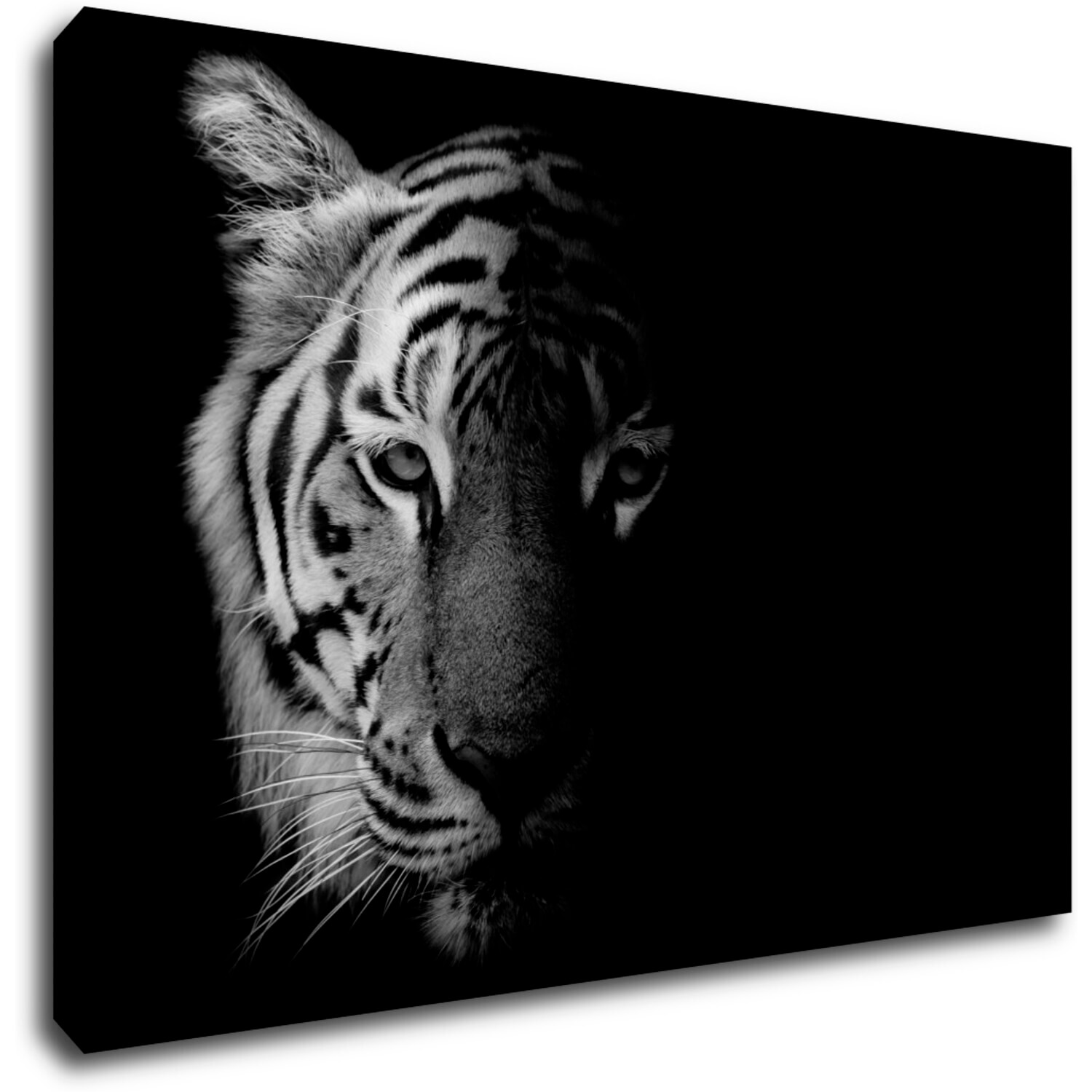 Obraz Tygr černobílý - 60 x 40 cm