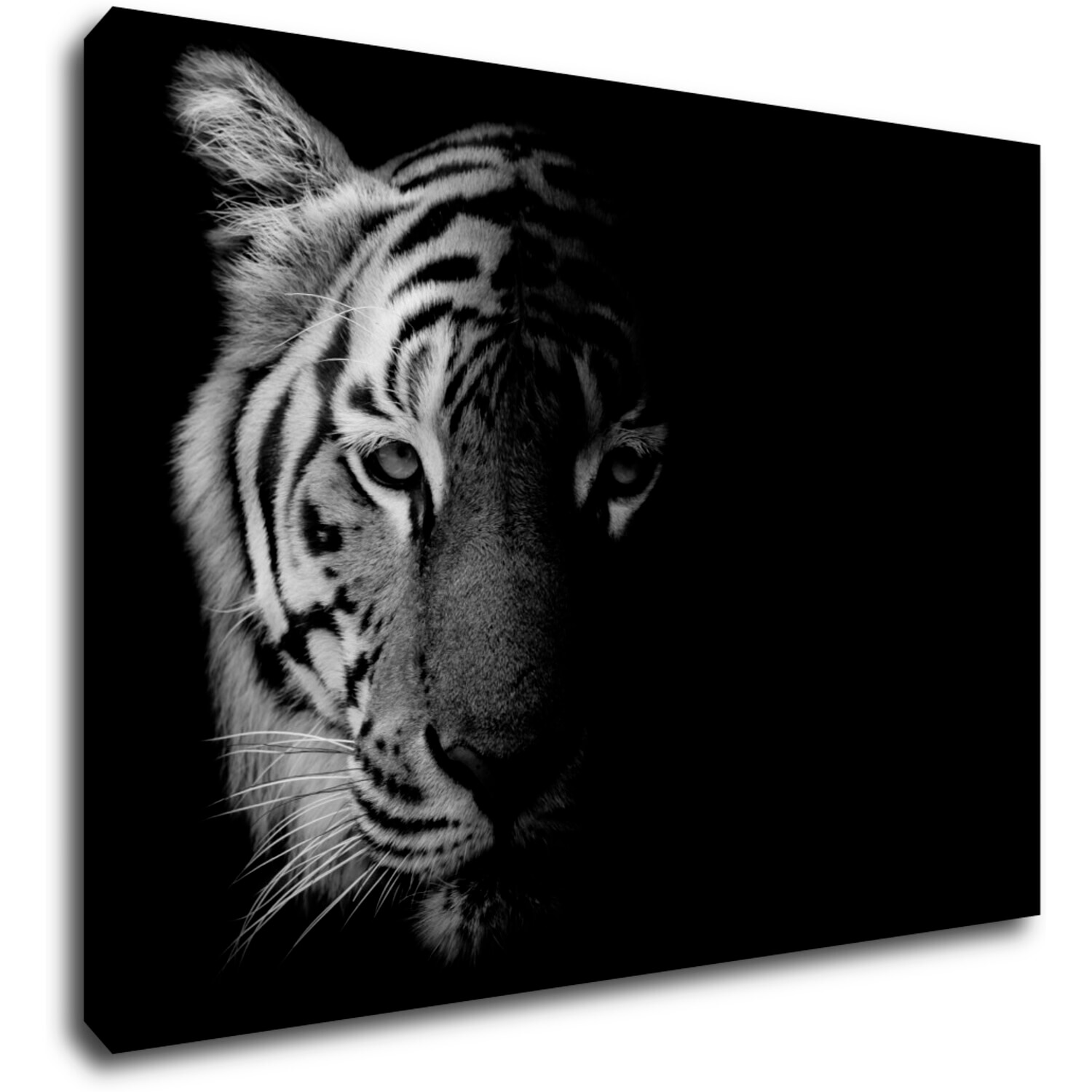 Obraz Tygr černobílý - 70 x 50 cm