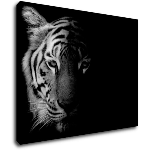 Obraz Tygr černobílý - 90 x 70 cm
