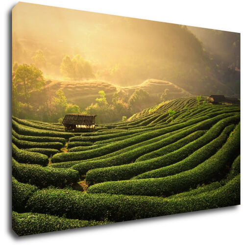 Obraz Východ slunce čajovníková plantáž - 90 x 60 cm