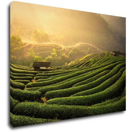 Obraz Východ slunce čajovníková plantáž - 70 x 50 cm
