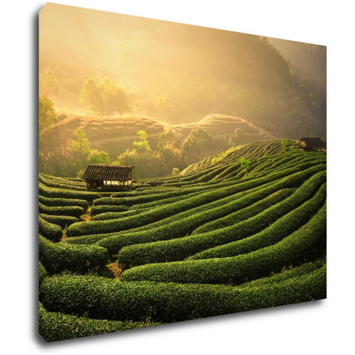 Obraz Východ slunce čajovníková plantáž - 90 x 70 cm