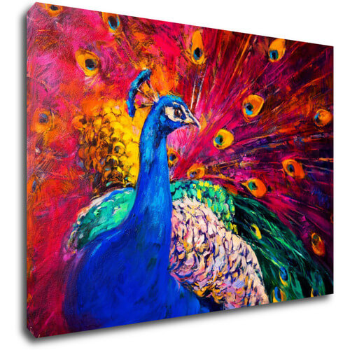 Obraz Barevný páv - 70 x 50 cm