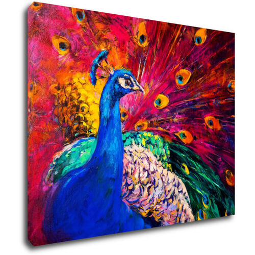 Obraz Barevný páv - 90 x 70 cm