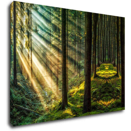 Obraz Paprsky slunce v lese - 70 x 50 cm