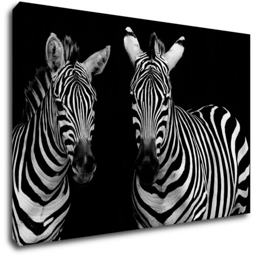 Obraz Dvě zebry černobílé - 60 x 40 cm