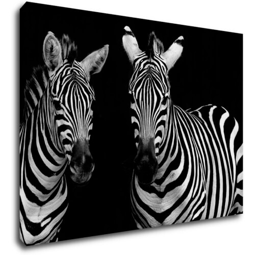 Obraz Dvě zebry černobílé - 70 x 50 cm