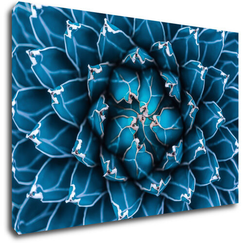 Obraz Modrý květ