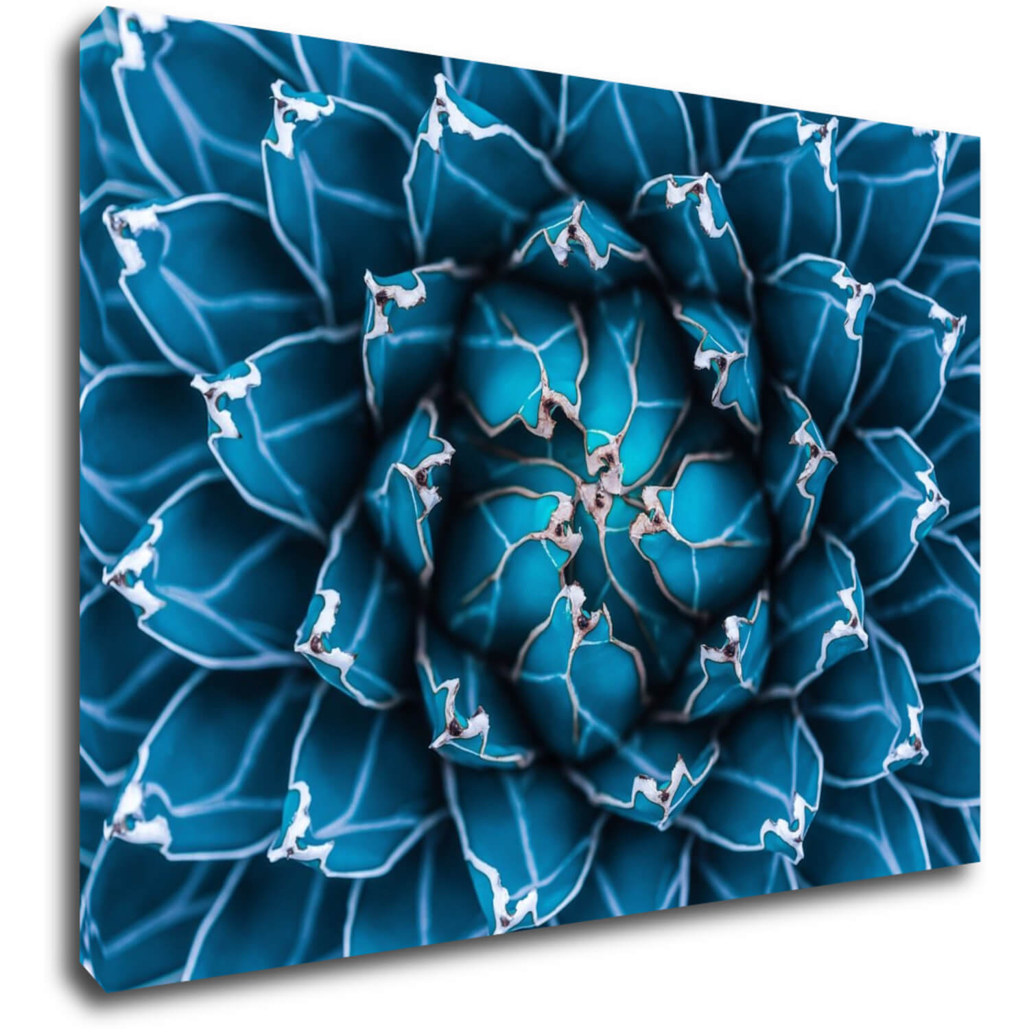 Obraz Modrý květ - 70 x 50 cm