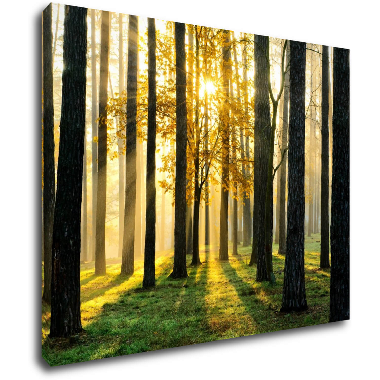 Obraz Osvícený les - 90 x 70 cm